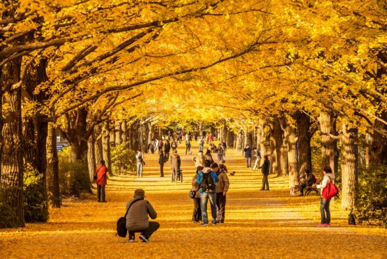 Météo à Tokyo: le climat, les saisons et moyenne température mensuelle ...