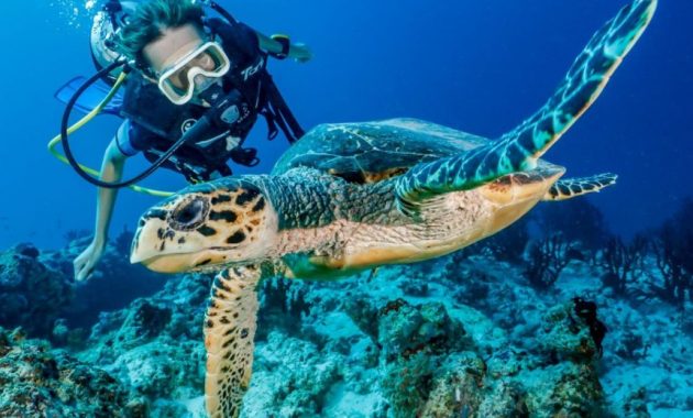 A tengeri teknősök rehabilitációs központjának maldív-szigetei