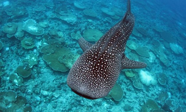 Populiariausios gamtos patirtys Maldyvuose