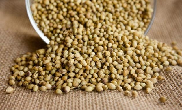 Coriander (Ketumbar) Indonesia Spices Guide