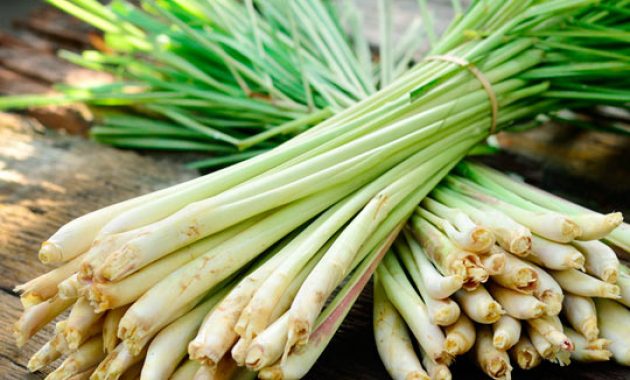 Lemongrass (Serai) Indonesia Spices Guide